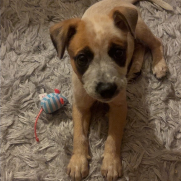 Meet your Posher, play master - Picture 1 of 1